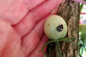 Pojavila se zelena povrtna stjenica - mjere suzbijanja otežane