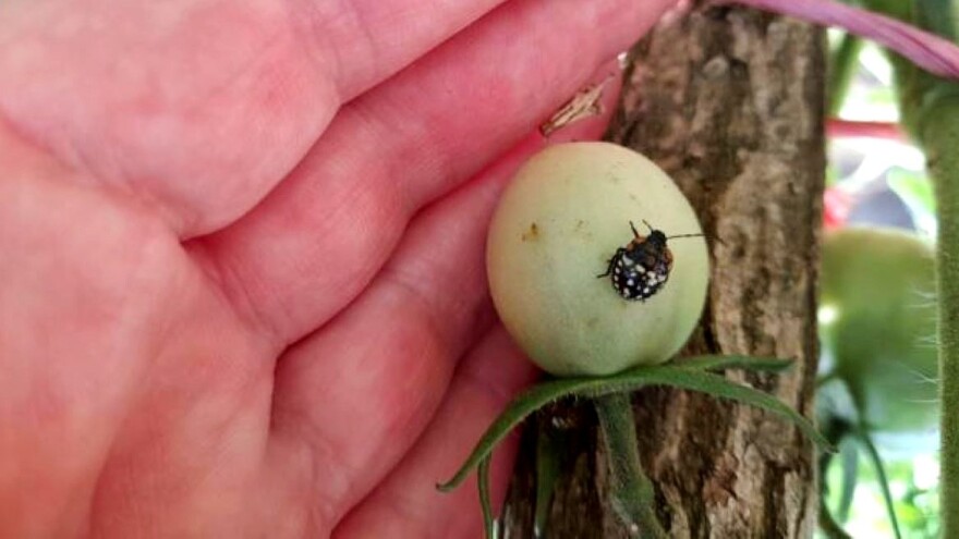 Pojavila se zelena povrtna stenica - mere suzbijanja otežane