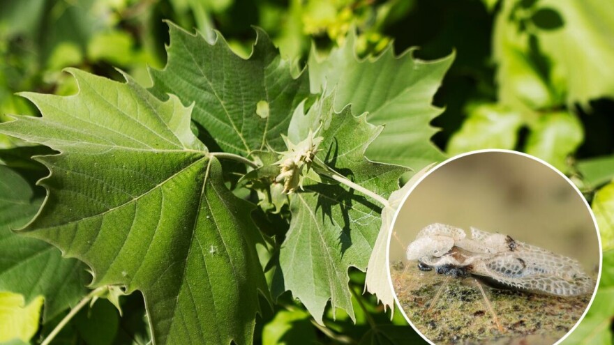 Platanova stenica - Dosadan insekat koji napada i ljude