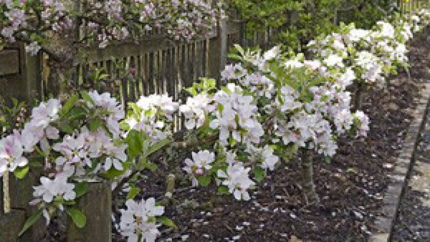 Kako uzgojiti "stepover" od jabuka