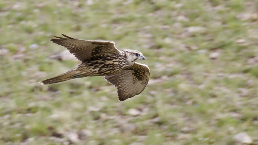 U Rumi spasena četiri stepska sokola