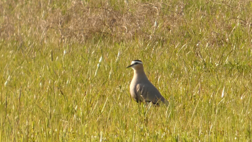 Pronađena nova vrsta ptice kod Niša - stepski vivak