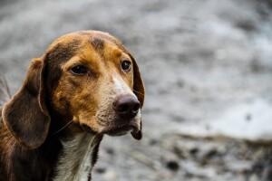 Sterilizacija pasa: Akcija se nastavlja u još četiri međimurske općine