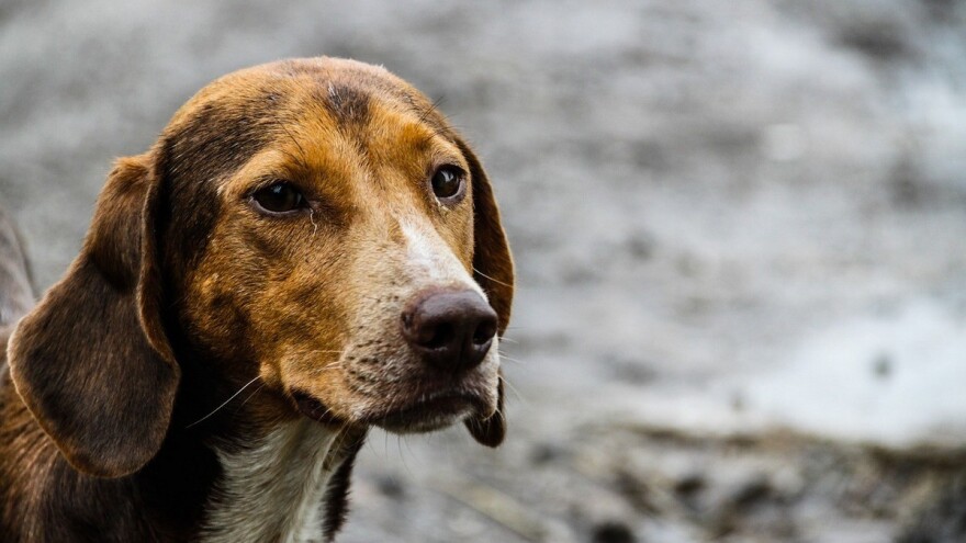 Sterilizacija pasa: Akcija se nastavlja u još četiri međimurske općine