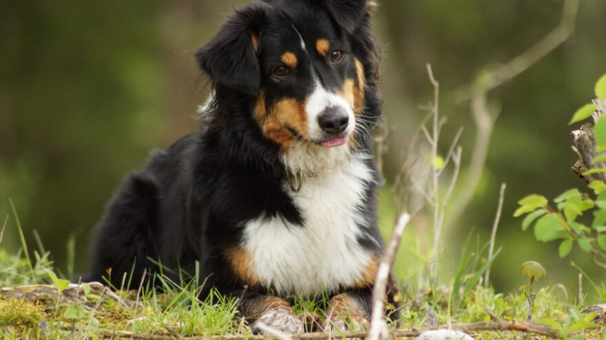 Besplatna sterilizacija, kastracija i čipiranje