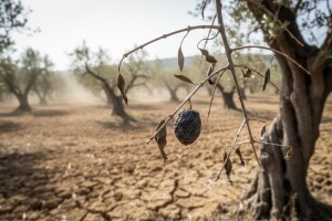 Šteta nad 400.000 maslina u Marini je 10 milijuna kn