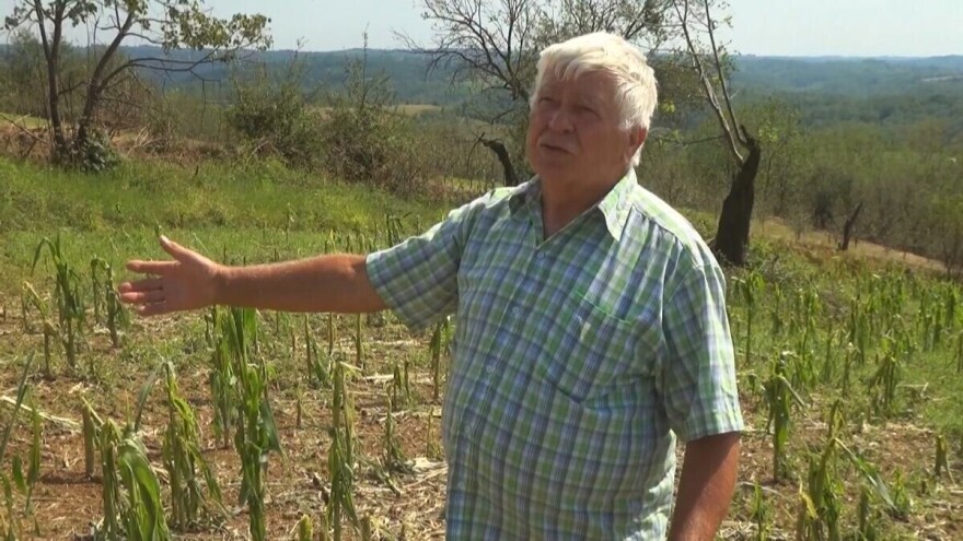 Kod Milivoja grad uništio kukuruz, šljive, kupine... Kako će se oporaviti?