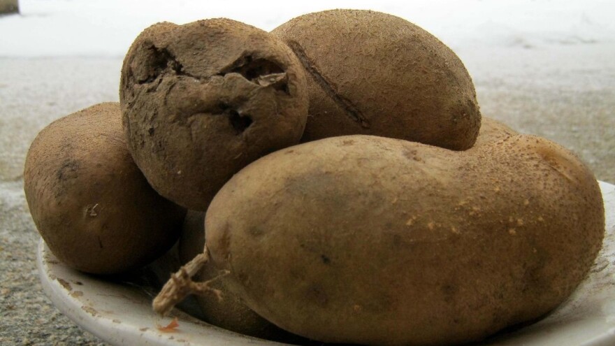 Krompirov moljac napada: Preduzmite sve raspoložive mere