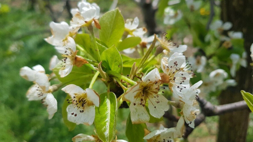 Petak bez padavina iskoristite za spašavanje voćki