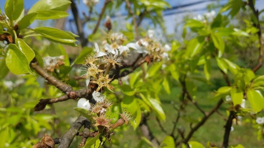 Mraz obe noći trajao 12 sati - ove godine sigurno manje voća nego prethodne!