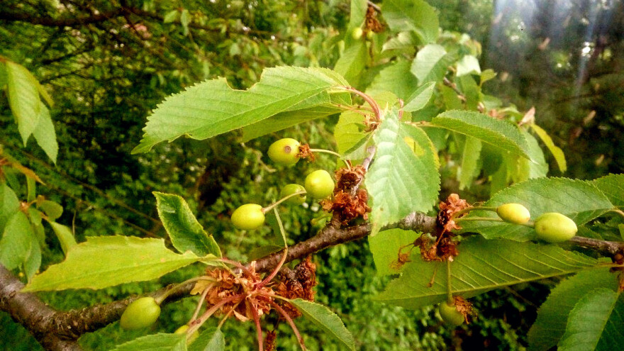 Zaštitite trešnju od muve, sirće suzbilo i šljivinu osicu