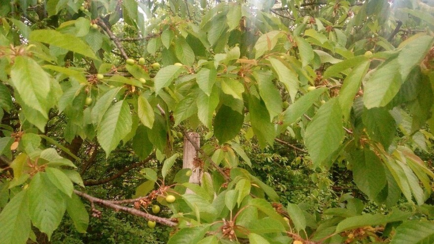 Zaštitite trešnju od muhe prirodnim putem