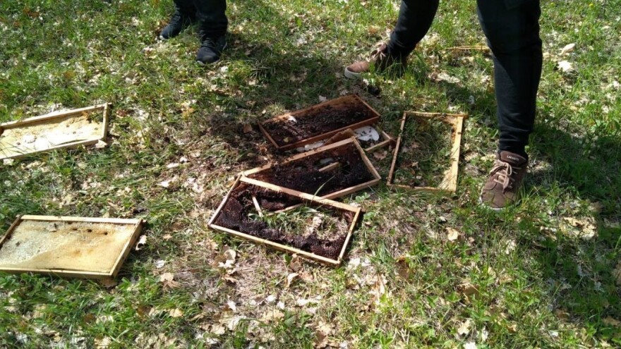 Medvjed poharao košnice Jakova Čaglja, šteta 15.000 kuna