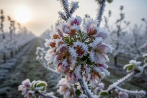 Šteta u voćarstvu gotovo milijardu kuna