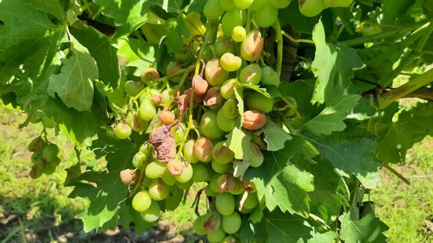 Zašto topolsko grožđe ove godine može samo za industriju?