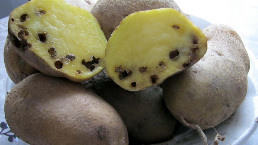 Krompirov moljac je značajna štetočina, aktivan je u ovom peridu