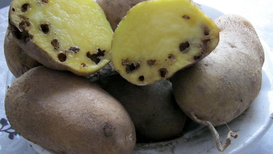 Opasna štetočina uništava zasade krompira