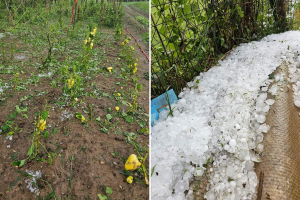 Velike štete na usjevima nakon snažnog nevremena, meteoalarm i danas aktiviran