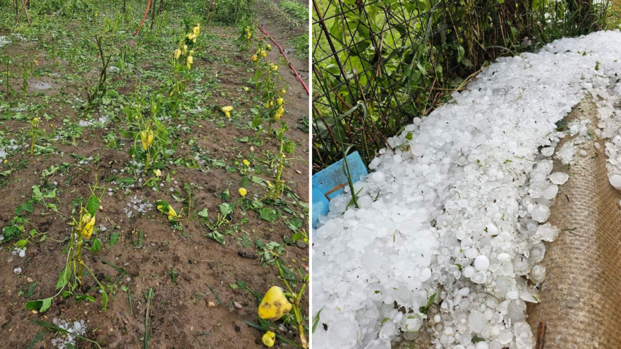 Velike štete na usjevima nakon snažnog nevremena, meteoalarm i danas aktiviran