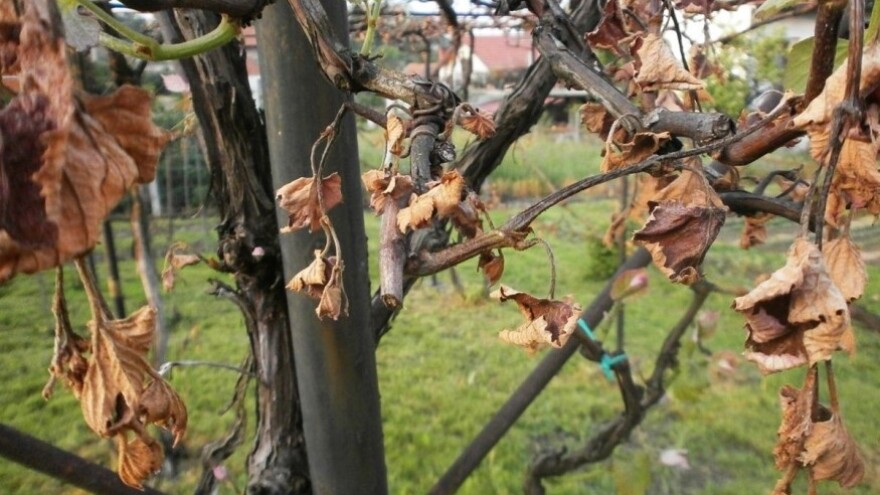 Prve službene procjene šteta od mraza!