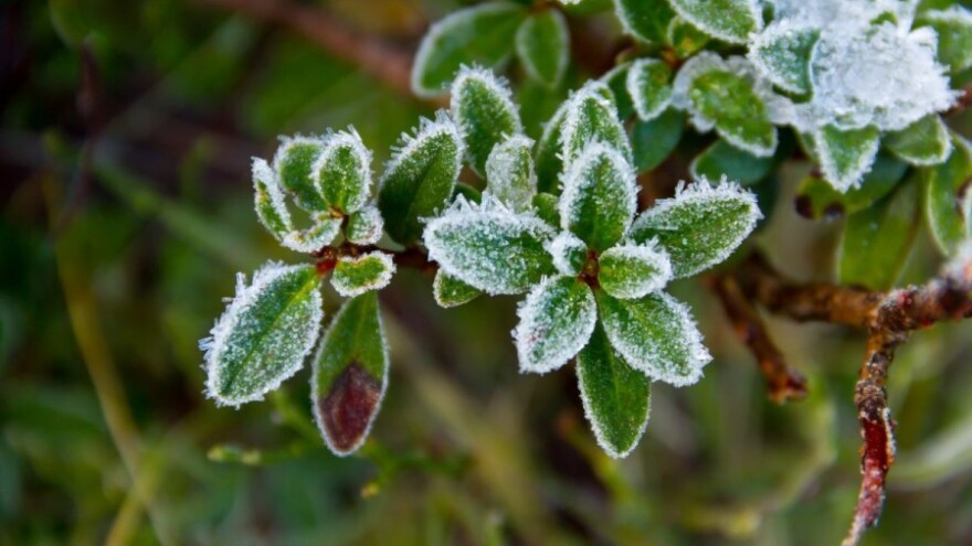 Šteta od mraza u voćnjacima 50 miliona KM