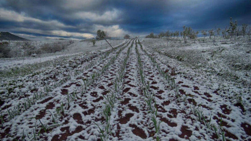 Sve što je u zemlji se smrzlo, štete milijunske