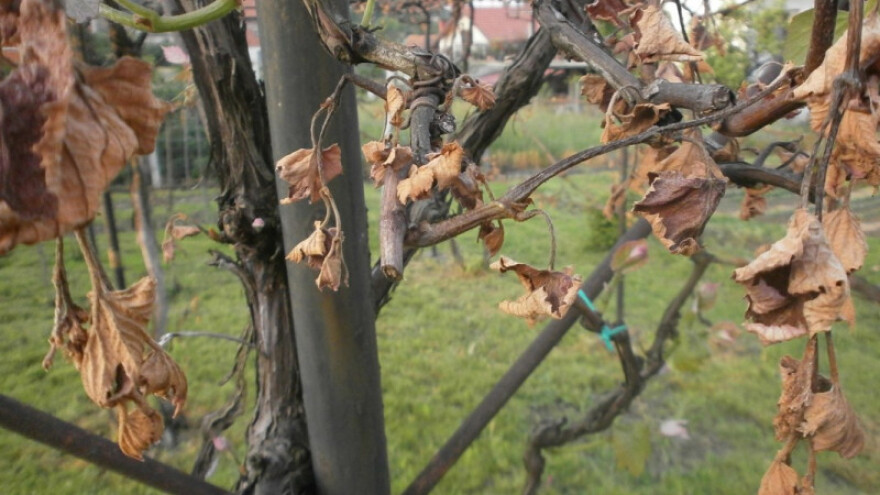 Petir zatražila krizni fond za poljoprivredu!