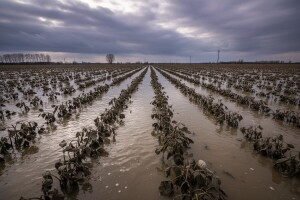 Štete na njivama "oprale" 120 milijuna kuna!