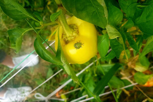 Zelena stjenica pravi probleme u povrtnjacima - otjerajte je octom i češnjakom
