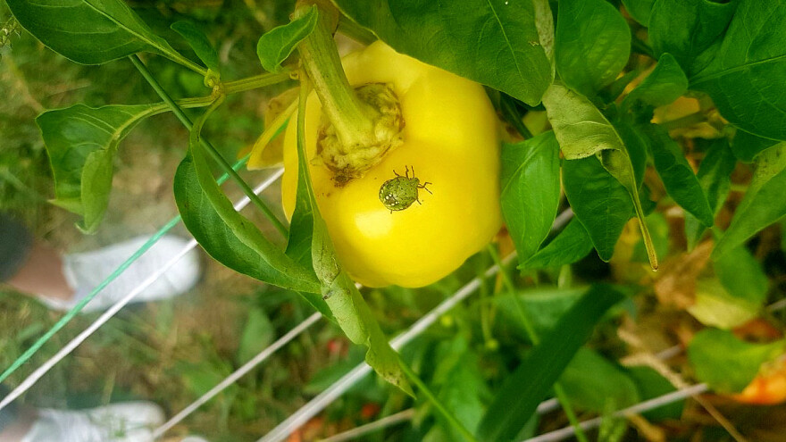 Zelena stjenica pravi probleme u povrtnjacima - otjerajte je octom i češnjakom