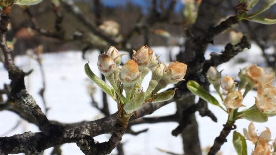 Đorđe Dokmanović: Lako za urod, šteta je starih sorti voća