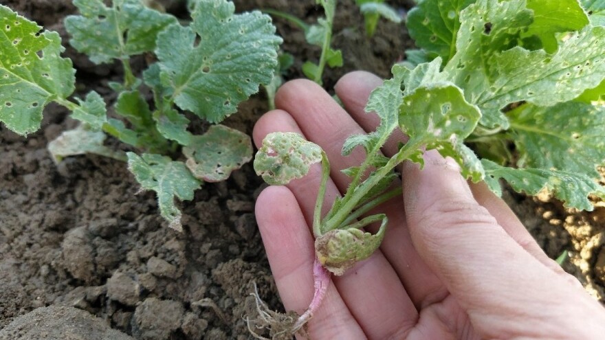 Nacrt prijedloga Zakona o biljnom zdravstvu je u javnom savjetovanju