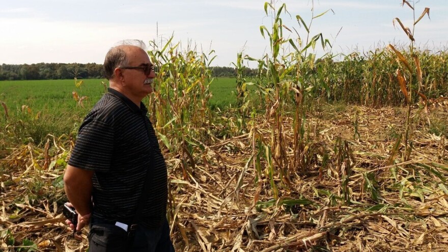 Usjeve uništavaju krda divljih svinja, predugo traje i sudski spor - ima li rješenja?