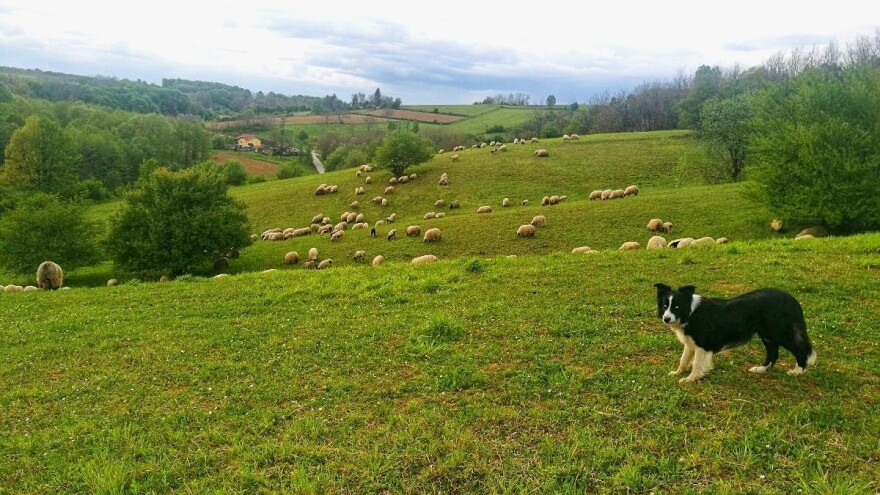 Ivo Turalija: Dabrovi, vukovi - sve zaštićeno, a gdje je tu poljoprivrednik?