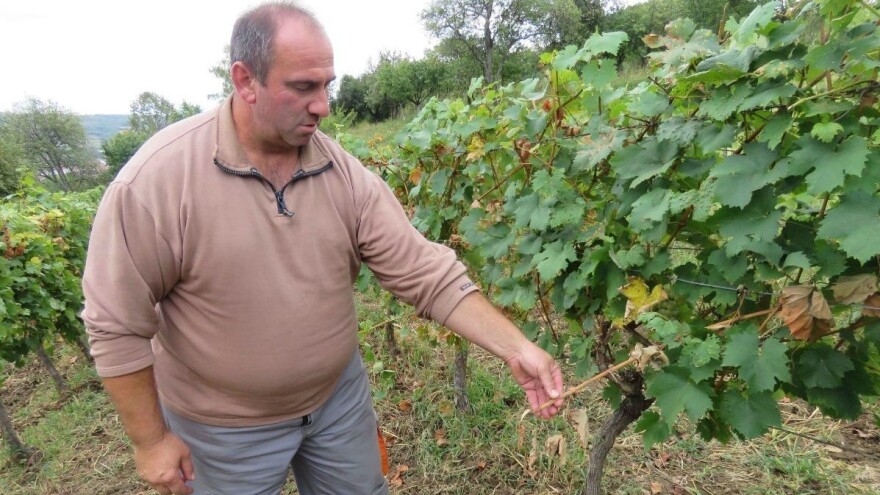 Ni grozda za pojesti - divlje svinje poharale vinograde na brdu Lipovica
