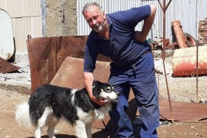 Tornjak, kangal, border collie ili hrvatski ovčar - tko je bolji u zaštiti stada?