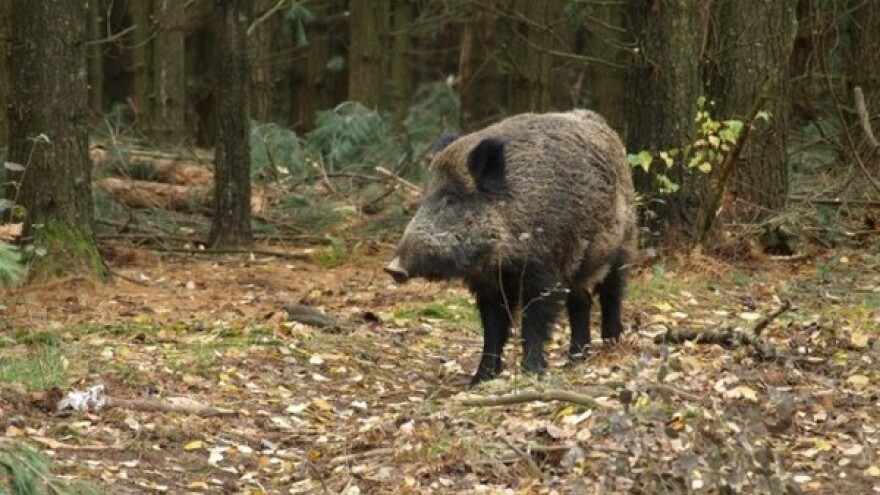 Štete od divljači - kome se obratiti?