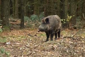Koje štete uzrokuje divljač i kako ih spriječiti?