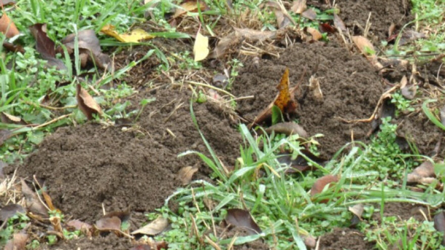 Zima bez najezde glodara