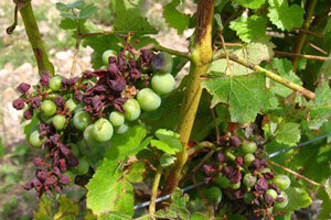 Štetu od tuče prijavilo 150 vinogradara