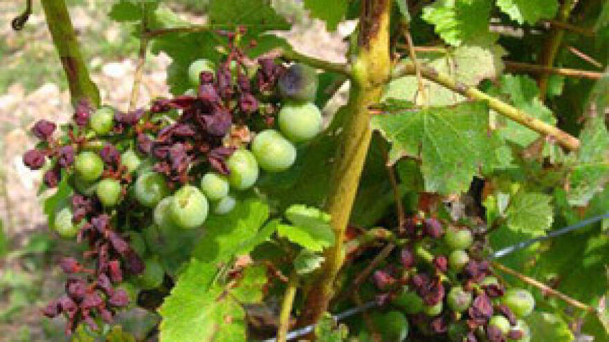 Štetu od tuče prijavilo 150 vinogradara