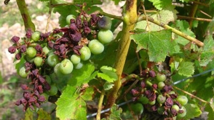 Osiguranje uroda grožđa i čokota loze