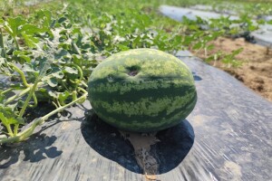 Imali ste lani štetu od prirodnih nepogoda? Podnesite zahtjev za potporu