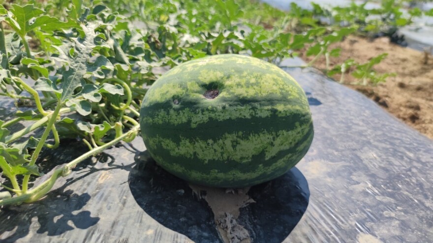 Imali ste lani štetu od prirodnih nepogoda? Podnesite zahtjev za potporu