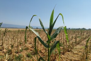 Prve procjene: Štete od elementarnih nepogoda u poljoprivredi 509 milijuna kuna