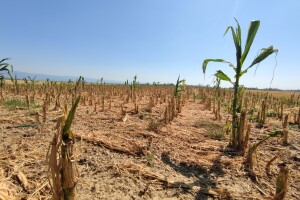 Alltech ONE Ideas: Poljoprivreda je ključni dio rješenja globalnih problema