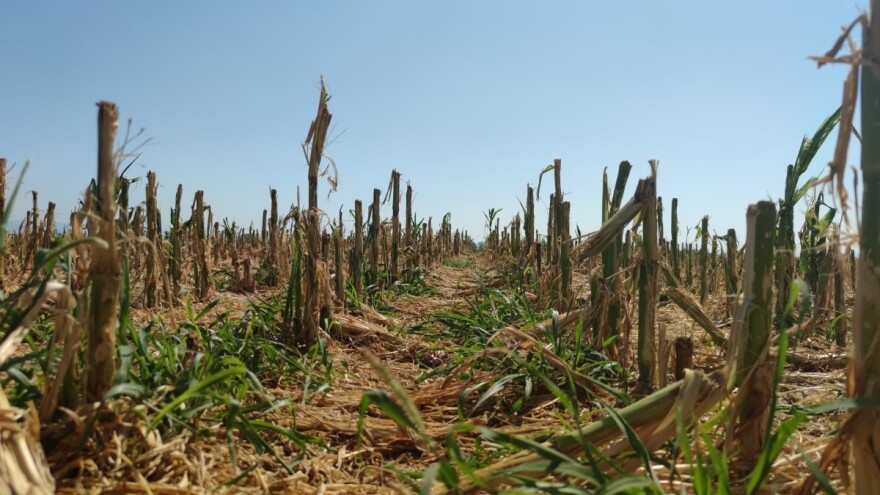 Ništa od državne naknade poljoprivrednicima Požeške kotline koji imaju osigurane usjeve?