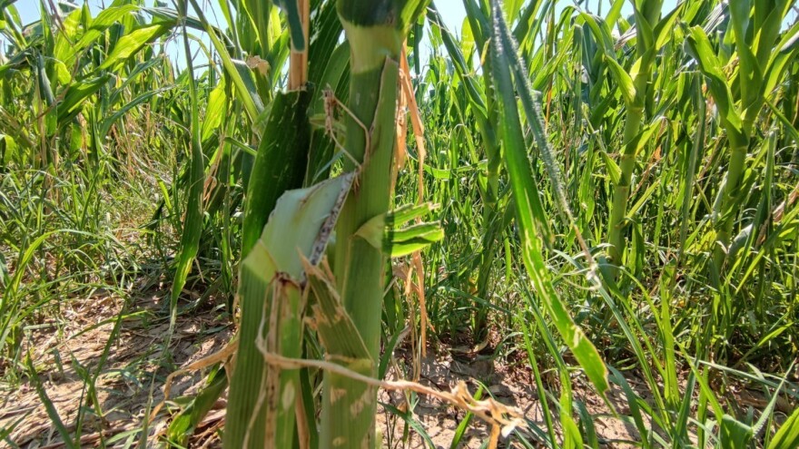 Objavljene izmjene natječaja za provedbu tipa operacije 5.2.1.