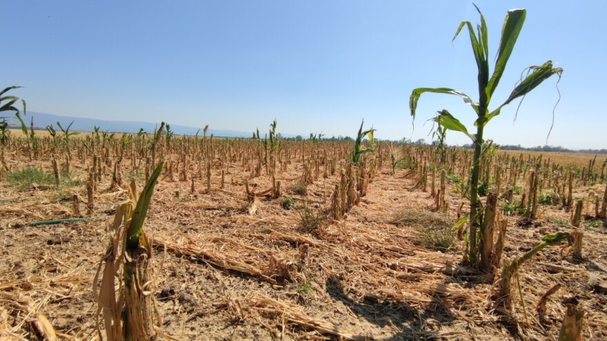 Alltech ONE Ideas: Poljoprivreda je ključni dio rješenja globalnih problema