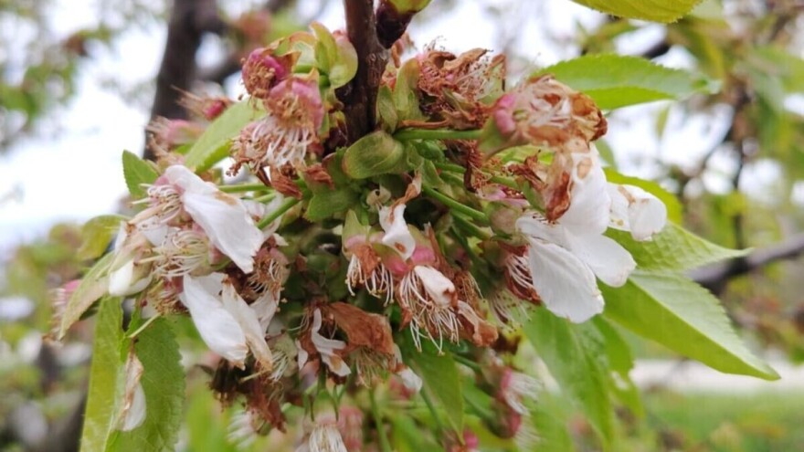 Raspisan javni poziv za odštetu od prolećnog mraza